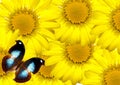 Daisies and butterfly Royalty Free Stock Photo