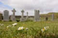 Daisies in the cemetery