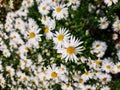 Daisies, chamomile. Wild flowers close up.
