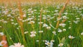 Daisies or chamomiles swaying in the wind. Delicate field daisies sway in the wind. Close up. Royalty Free Stock Photo