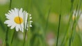 Daisies or chamomiles swaying in the wind. Delicate field daisies sway in the wind. Royalty Free Stock Photo