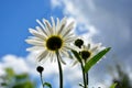 Daisies close-up against a blue sky and white clouds. Flowering shrubs on a flower bed in the garden in autumn and summer Royalty Free Stock Photo