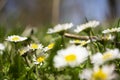 Daisies close-up in a meadow, white daisies in a field in green grass. Royalty Free Stock Photo