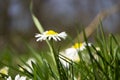 Daisies close-up in a meadow, white daisies in a field in green grass, spring white flowers close-up. Royalty Free Stock Photo