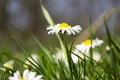 Daisies close-up in a meadow, white daisies in a field in green grass, spring white flowers close-up. Royalty Free Stock Photo