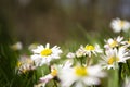 Daisies close-up in a meadow, white daisies in a field in green grass, spring white flowers close-up. Royalty Free Stock Photo