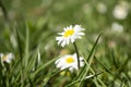 Daisies close-up in a meadow, white daisies in a field in green grass, spring white flowers close-up. Royalty Free Stock Photo