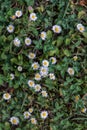 Daisies and clovers bed Royalty Free Stock Photo