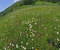 Daisies and clovers blooming Royalty Free Stock Photo