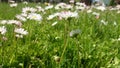 Daisies and clovers in meadow Royalty Free Stock Photo
