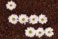 Daisies on coffee beans. I love you Royalty Free Stock Photo