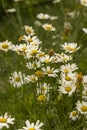 Daisies contain tannins, saponocytes, essential oils, organic acids, and saponins