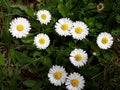 Daisies