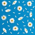 724_Daisy pattern. Flat lay spring and summer chamomile flowers