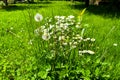 Daisies and dandelions in the green grass in a sunny spring day