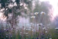 Daisies at dawn mist