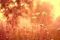 Daisies on the dawn mist