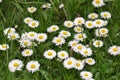 Daisies Royalty Free Stock Photo