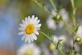 Daisies Royalty Free Stock Photo