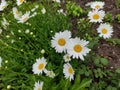 Daisies with dew drops in the garden Royalty Free Stock Photo