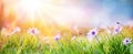 Daisies On Field - Abstract Spring Landscape Royalty Free Stock Photo