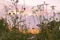 Daisies in the field against the background of a fabulous orange sunset. Floral background. Natural wallpaper. Soft