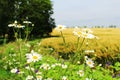 Daisies in field