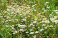 Daisies field blooming in the meadow