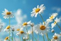 Daisies in the field with blue sky background Royalty Free Stock Photo