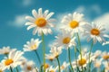 Daisies in the field with blue sky background Royalty Free Stock Photo