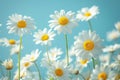 Daisies in the field with blue sky background. Generative AI Royalty Free Stock Photo