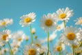 Daisies in the field with a blue sky background. Generative AI Royalty Free Stock Photo