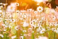 Daisies Field bright Sunset Bokeh Royalty Free Stock Photo