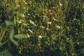 Daisies in the field enjoy the warm sunshine