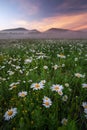 Daisies in the field near the mountains. Royalty Free Stock Photo