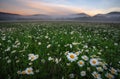 Daisies in the field near the mountains.