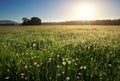 Daisies in the field near the mountains. Royalty Free Stock Photo