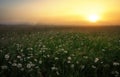 Daisies in the field near the mountains. Royalty Free Stock Photo