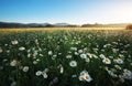 Daisies in the field near the mountains. Royalty Free Stock Photo