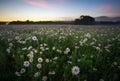 Daisies in the field near the mountains. Royalty Free Stock Photo