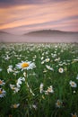 Daisies in the field near the mountains. Royalty Free Stock Photo