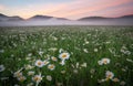 Daisies in the field near the mountains. Royalty Free Stock Photo