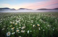 Daisies in the field near the mountains. Royalty Free Stock Photo