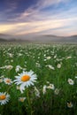 Daisies in the field near the mountains. Meadow with flowers and fog at sunset Royalty Free Stock Photo