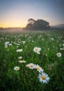 Daisies in the field near the mountains. Meadow with flowers and fog at sunset Royalty Free Stock Photo