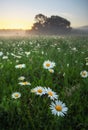 Daisies in the field near the mountains. Meadow with flowers and fog at sunset Royalty Free Stock Photo