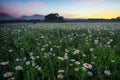 Daisies in the field near the mountains. Meadow with flowers and fog at sunset Royalty Free Stock Photo