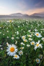 Daisies in the field near the mountains Royalty Free Stock Photo
