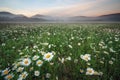 Daisies in the field near the mountains. Royalty Free Stock Photo