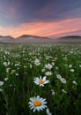 Daisies in the field near the mountains. Royalty Free Stock Photo